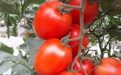 Abono rico en potasio