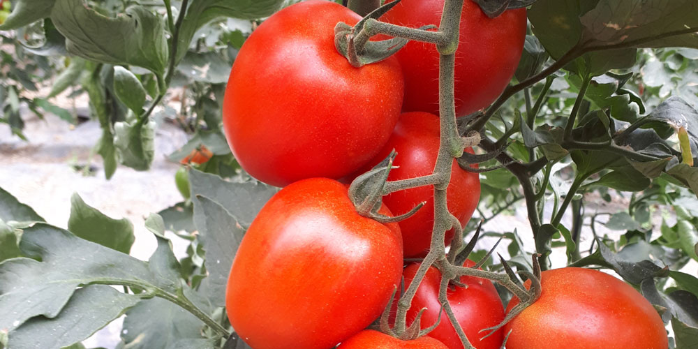 Tomates abonados con Top-k