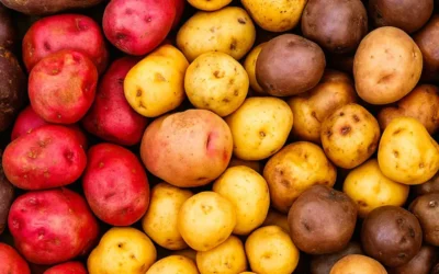 El cultivo de la papa canaria